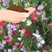 Sweet Pea Flower Garden Seeds - Everlasting - 4 Oz - Perennial Vine Flower Gardening Seeds - Rose, White & Red   566996872